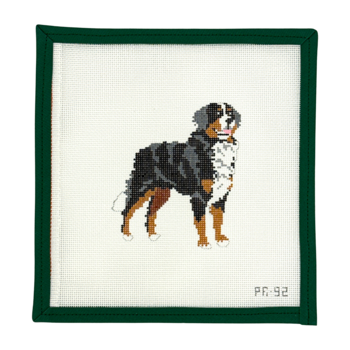 Bernese Mountain Dog