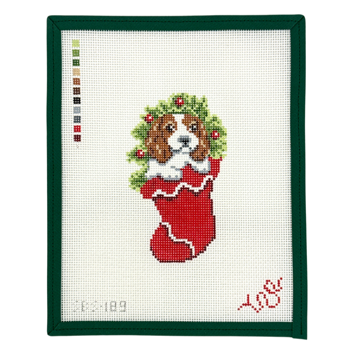 Cavalier in Stocking